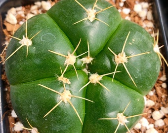Gymnocalycium horstii,round flowering cactus, medium cactus, succulent plant