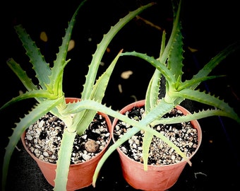 Aloe arborescens 5” pots Tree Aloe Red Flowers
