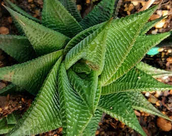 Haworthia limifolia 3", aka Fairy Washboard, Fairy Garden Succulent, Small succulent plant, Beginner easy houseplant