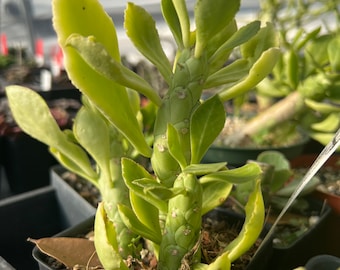Monadenium lugardii (Euphorbia)  rare succulent plant, bonsai, exotic plant, 4" pot size