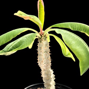 Euphorbia perrieri 6/1 gallon , Madagascar caudex rare succulent plant, cactus, bonsai, exotic plant, 1 gallon size, large image 1