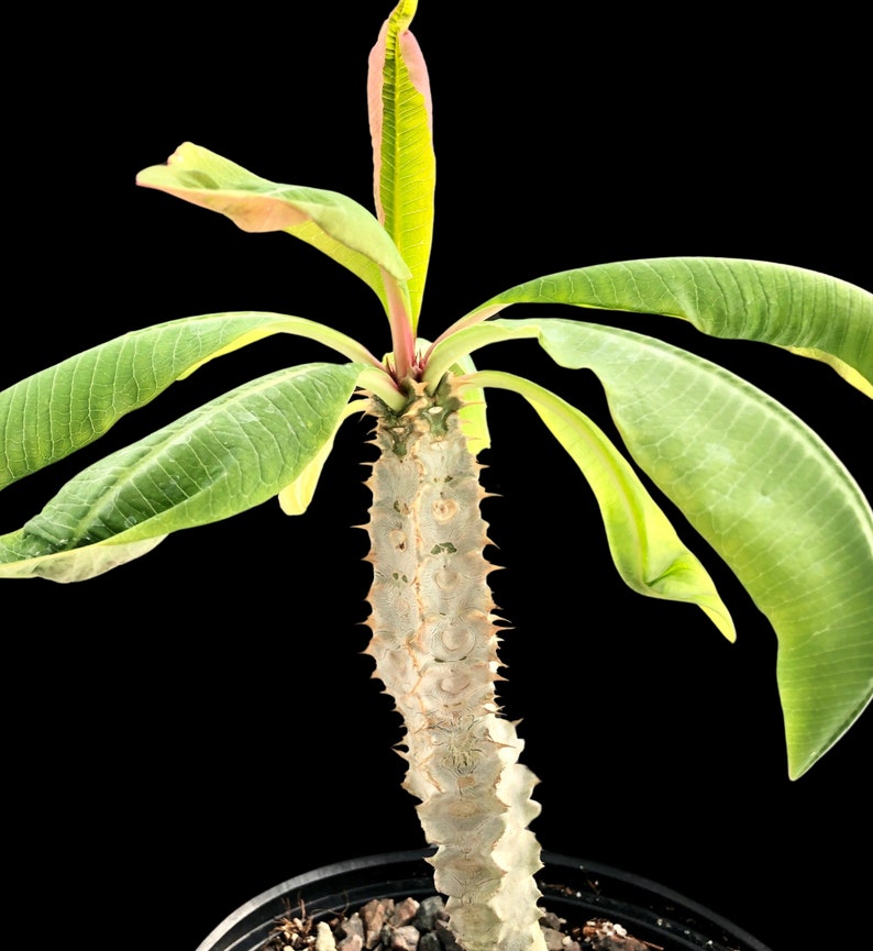 Euphorbia perrieri 6/1 gallon , Madagascar caudex rare succulent plant, cactus, bonsai, exotic plant, 1 gallon size, large image 1