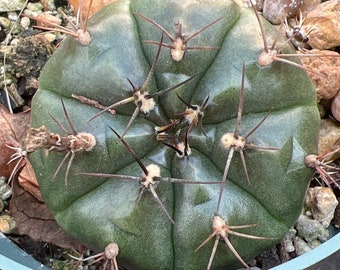 Gymnocalycium antstisii 4", star shaped flowering cactus, medium cactus, Chin Cactus, succulent plant