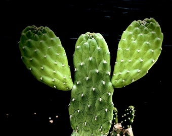 Consolea rubescens 4", Road kill cactus,  paddle cactus, nopal cactus, rare succulent plant, rare cactus plants