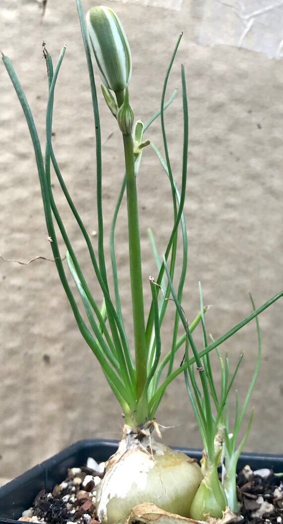 Albuca setosa bulbo africano flores blancas amarillas - Etsy México Albuca setosa bulbo africano flores blancas amarillas - Etsy México