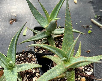 Aloe capitata v quartziticola Hybrids 4" Open Pollination , Rare Madagascar aloe, Rare Succulent, Large growing aloe