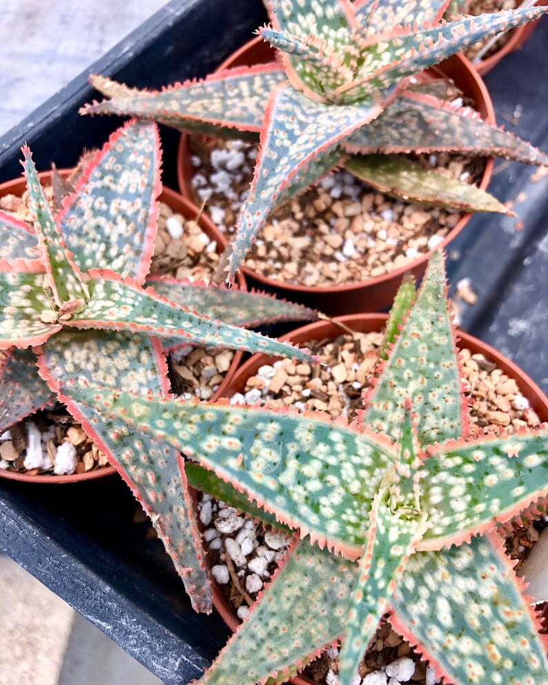 Aloe hybrid Bright Star beautiful colored aloe succulent hybrid succulent plant fairy garden