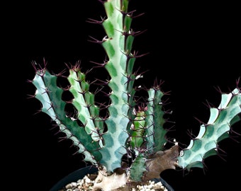 Euphorbia greenwayii 5", blue variegated succulent, caudex rare succulent plant, cactus, bonsai, exotic plant,