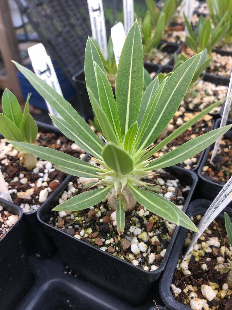 Pachypodium eburneum rare succulent plant 3 pot size caudex bonsai Madagascar palm