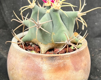 Ferocactus emoryi 4", Native southwest cactus, barrel cactus, succulent plant, fishhook cactus