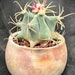 see more listings in the Cactus section