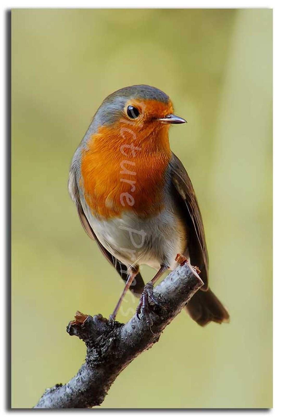 Robin Redbreast Canvas Print - British Wildlife Bird Wall Art - Nature ...