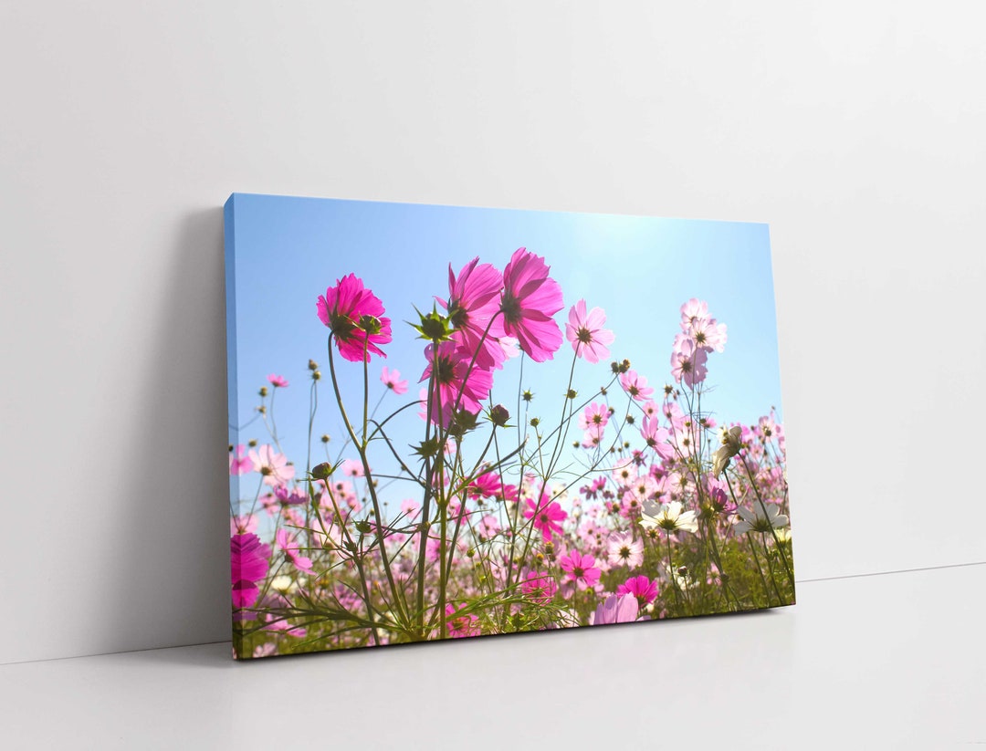 Pink Cosmos Wildflower Canvas Print: Floral Wall Art - Etsy