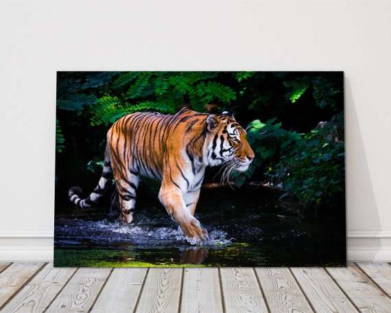 Tiger Walking Through Water in the Jungle. Beautiful Big Cat. Wildlife  Image. Canvas Picture Print, Landscape. - Etsy