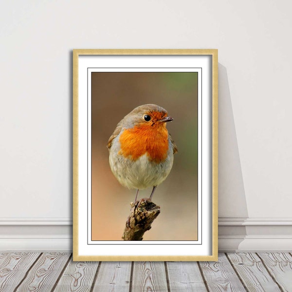 Robin photograph. Printed, Framed picture with choice of frame colours and options. Wildlife image/birds.