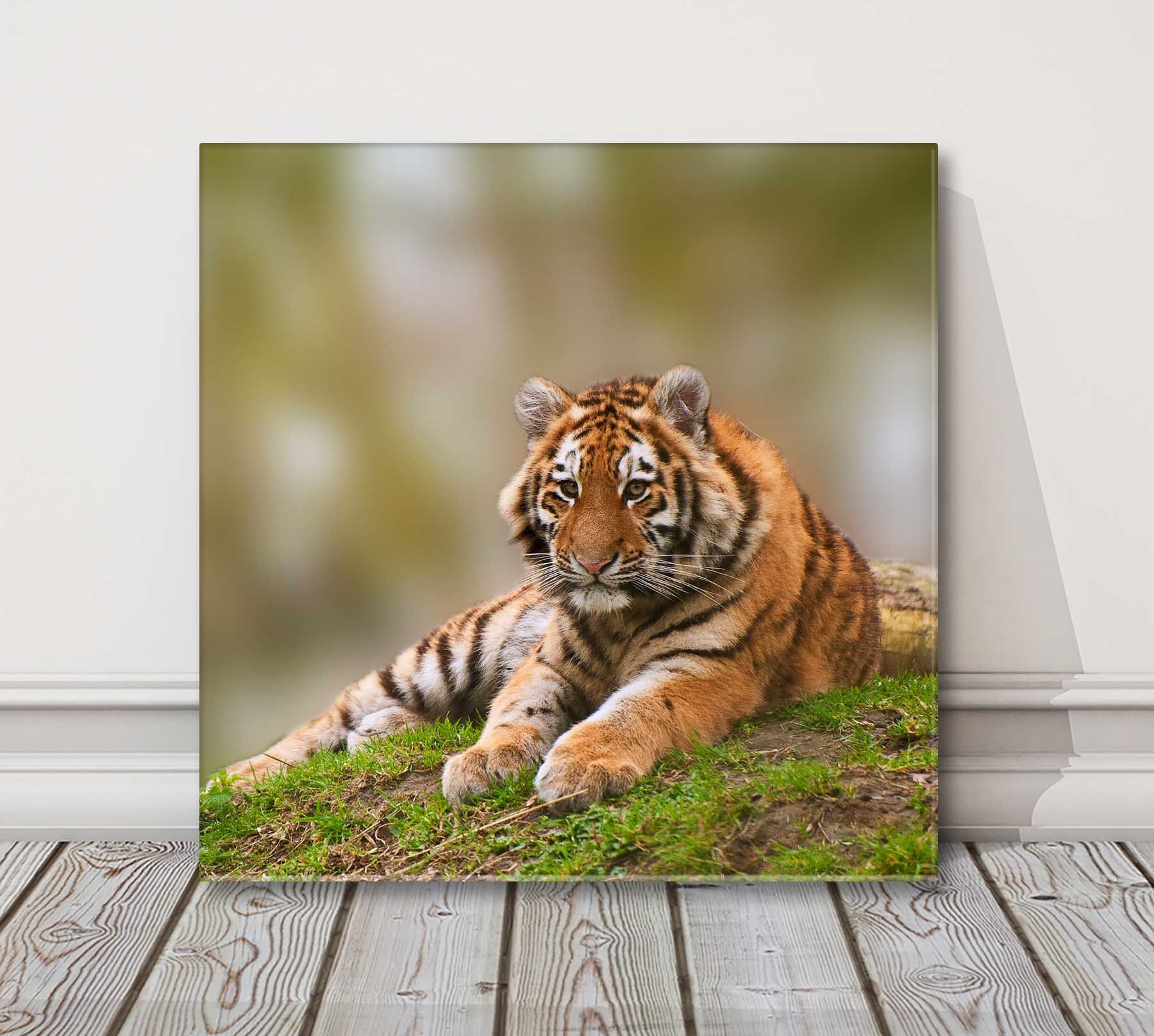 Tiger in the Wild. Lying on a Rock. and - Etsy Ireland Tiger in the Wild. Lying on a Rock. and - Etsy Ireland