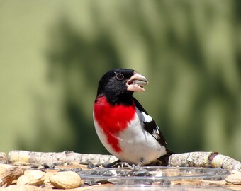 May include: A black, white, and red bird with a black head and a red breast is perched on a branch. The bird has its beak open and appears to be eating something.