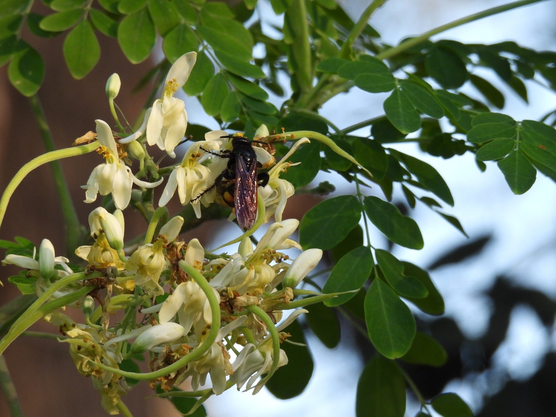 Moringa Tree Bee - Digital Photo - Etsy