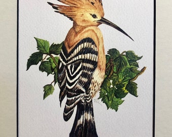 1958 Hoopoes Vintage Lithograph FramedUnframed - Giclee Fine Art Print