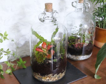 Large Planted Demi John Terrarium Bottle Garden with 5+ plants