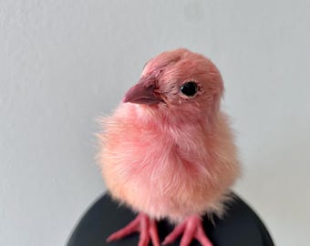 剥製。本物の染められたひよこ。 - Etsy 日本