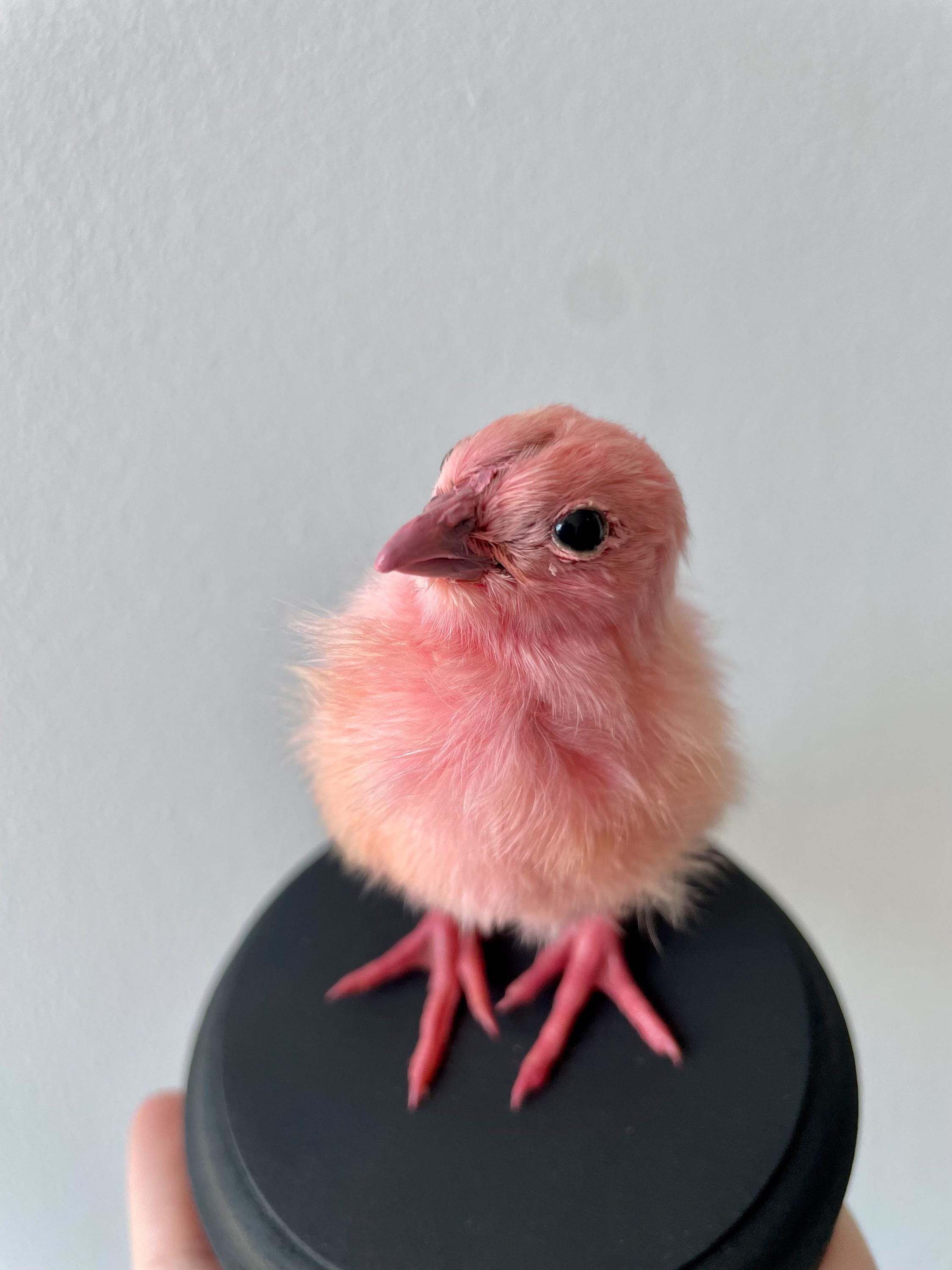 フランスアンティーク　剥製　双頭ひよこ フランスアンティーク 剥製 双頭ひよこ