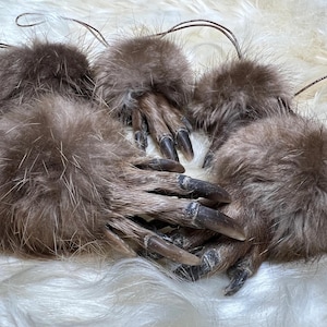 Puede incluir: Cinco pompones de piel marrón con cuerdas adjuntas, cada uno con un conjunto de garras con uñas largas y oscuras. Los pompones son una mezcla de marrón claro y oscuro, creando una apariencia texturizada. Las garras son de color marrón claro.