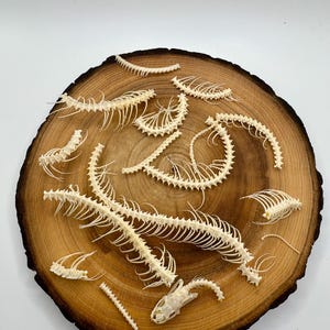 Skeleton of Corn Snake. Skull of Corn Snake.