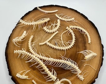 Squelette de serpent des blés. Crâne de serpent des blés.