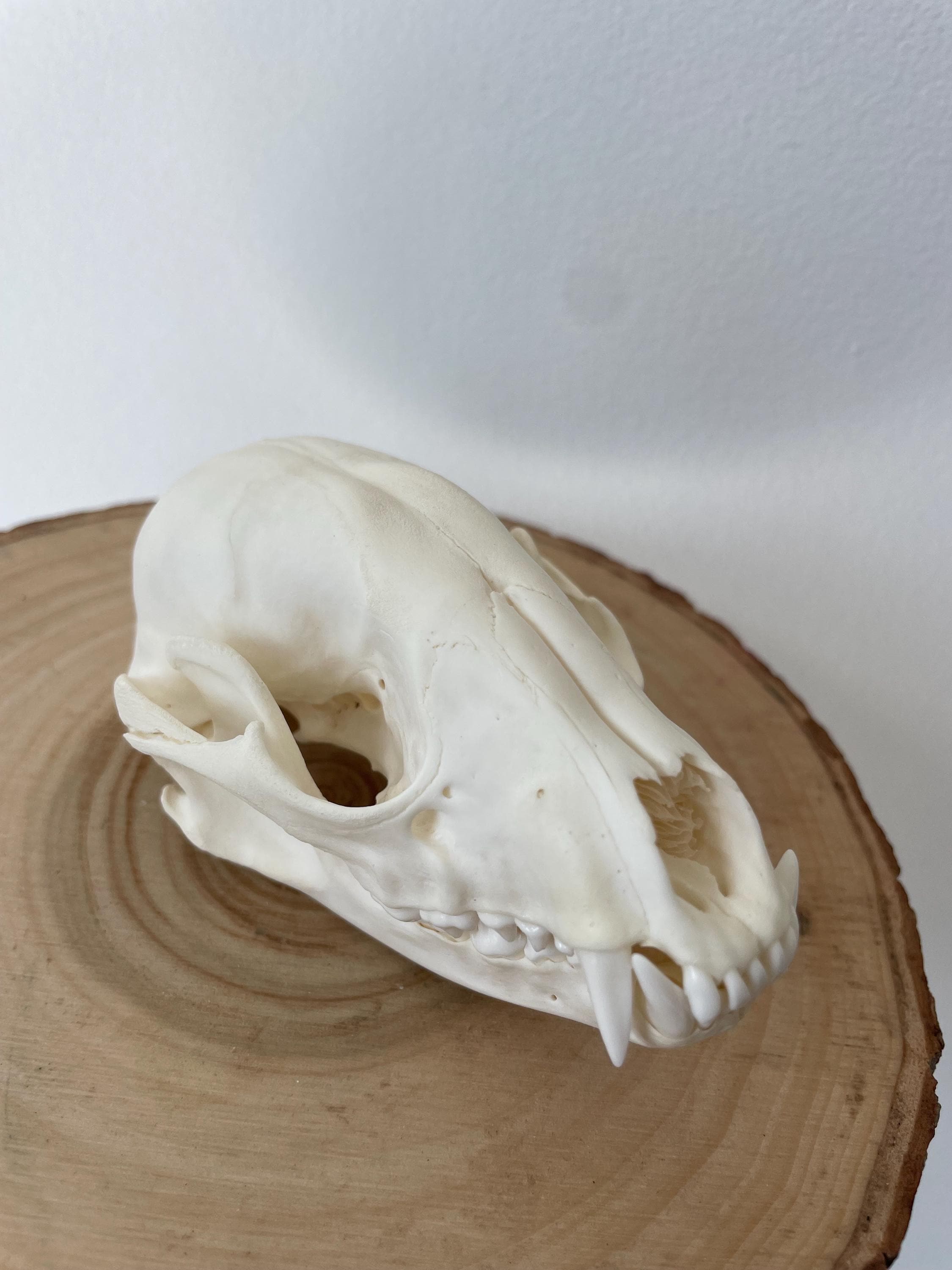 アメリカ産　アライグマ（ラクーン）頭骨 アメリカ産 アライグマ（ラクーン）頭骨 アメリカ産 アライグマ