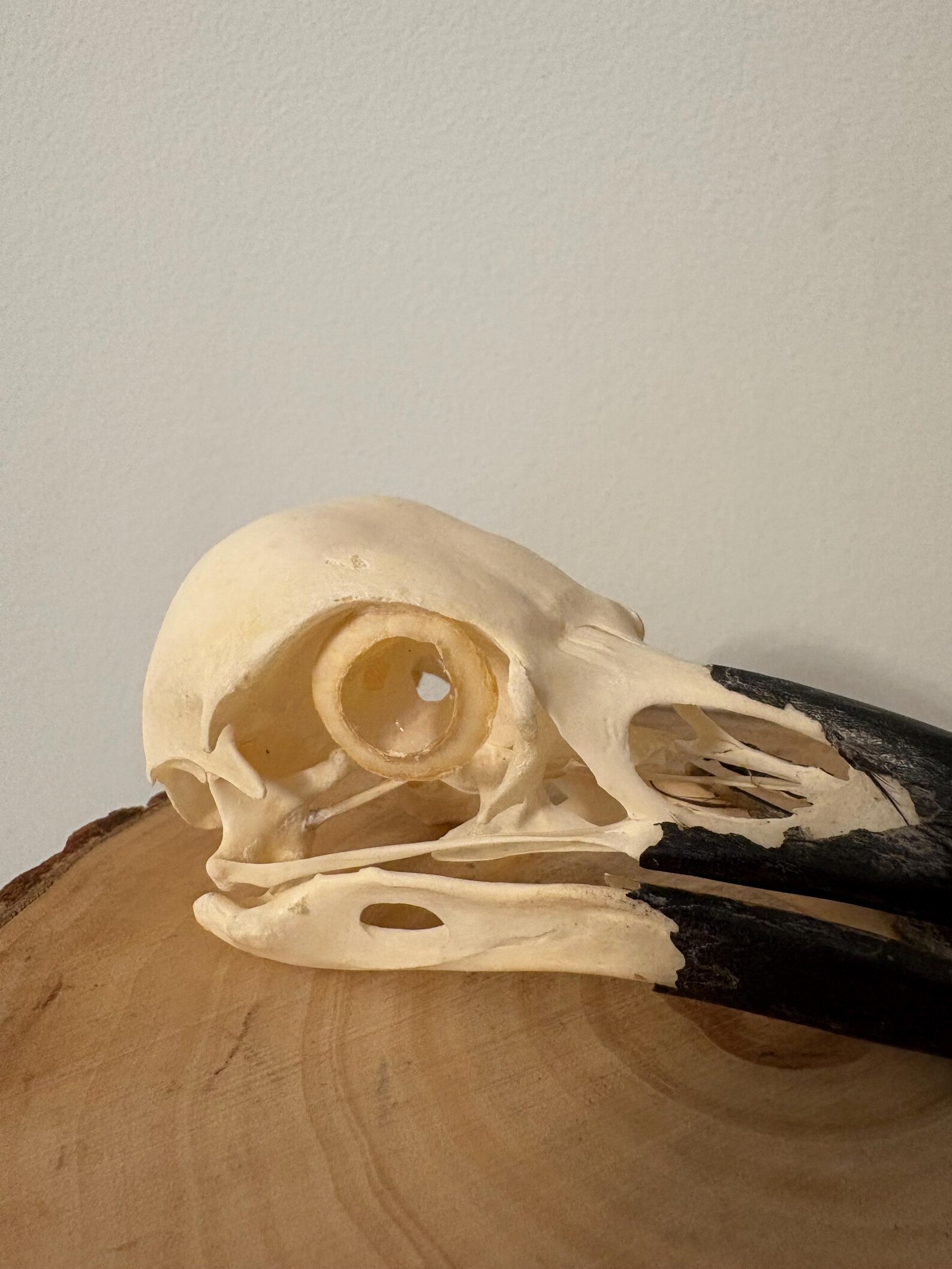 Real Skull of a Black Common Raven - Etsy