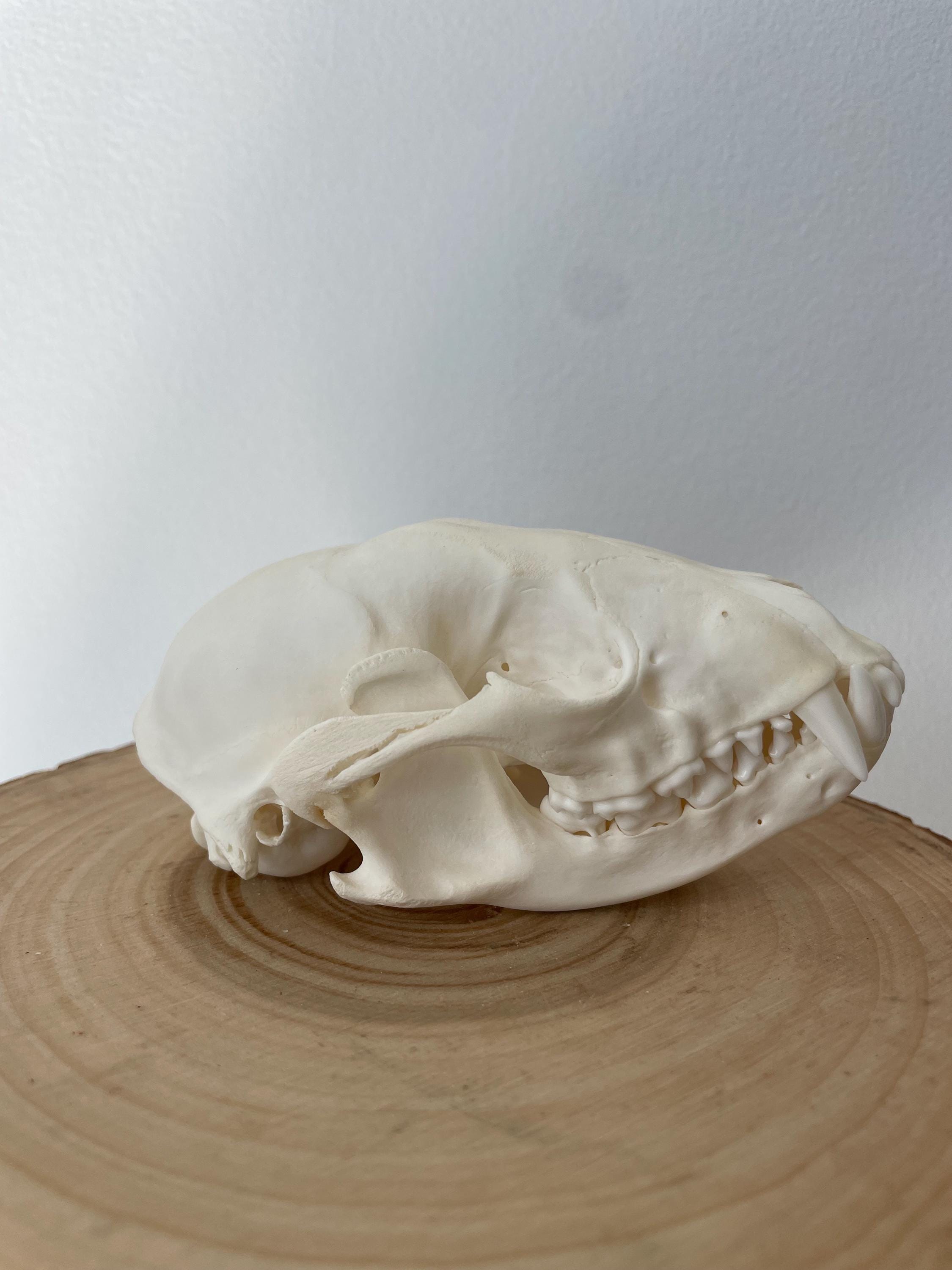 本物のアライグマの頭蓋骨 - Etsy 日本