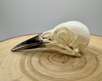 高品質　ガチョウ 頭骨 ♂ 即納☆ 高品質 ガチョウ 頭骨 ♂ - 頭骨・骨格標本・剥製販売