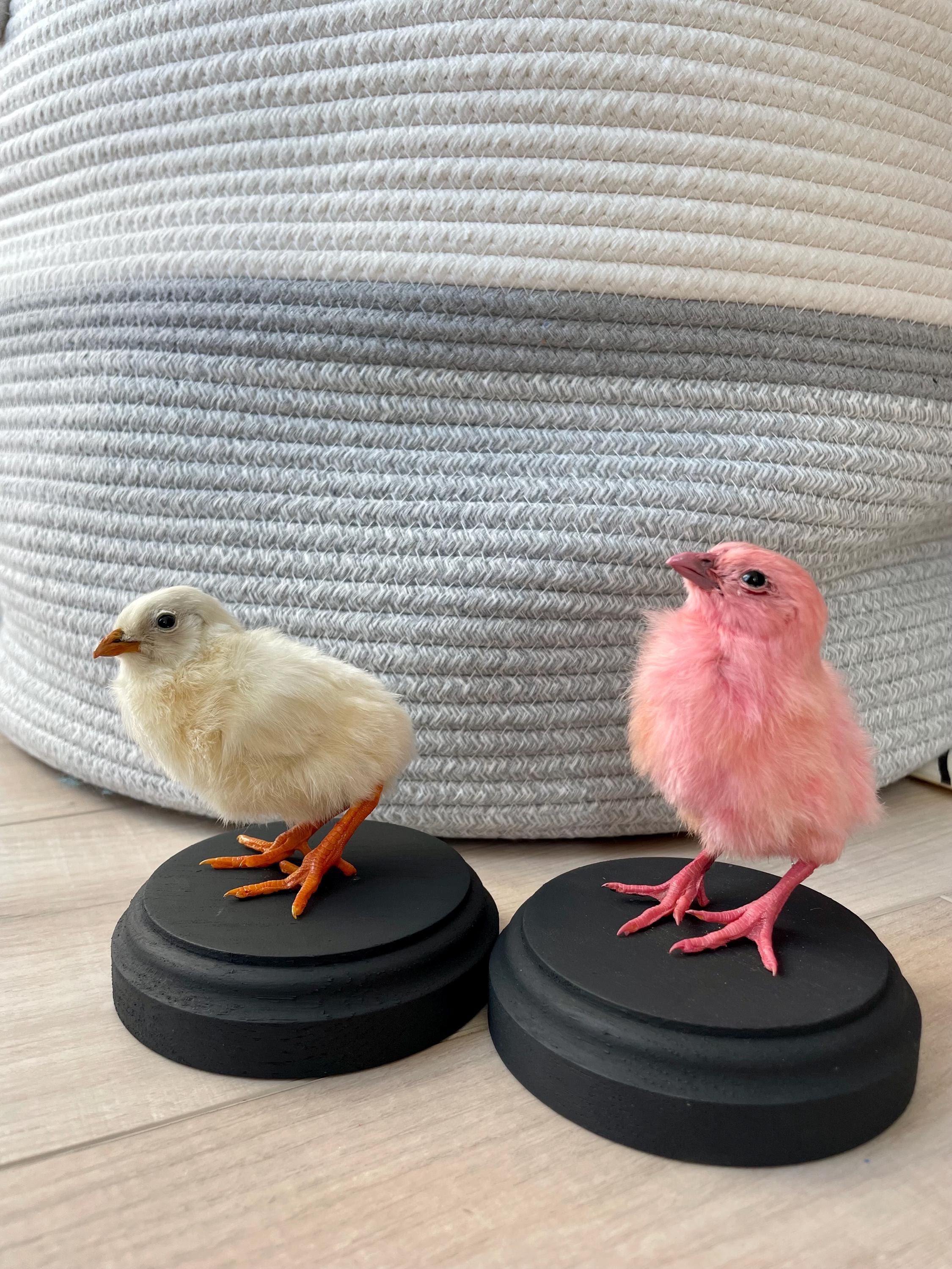 剥製。本物の染められたひよこ。 - Etsy 日本