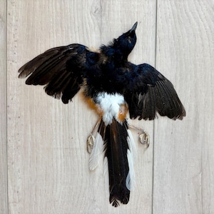 Puede incluir: Un pájaro con plumas negras y blancas, con las alas extendidas. El pecho del pájaro es blanco, con plumas naranjas y negras. Las plumas de la cola son negras y blancas. Las garras del pájaro son visibles. El pájaro está sobre una superficie de madera marrón claro.