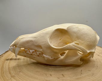 Corsac Fox Skull