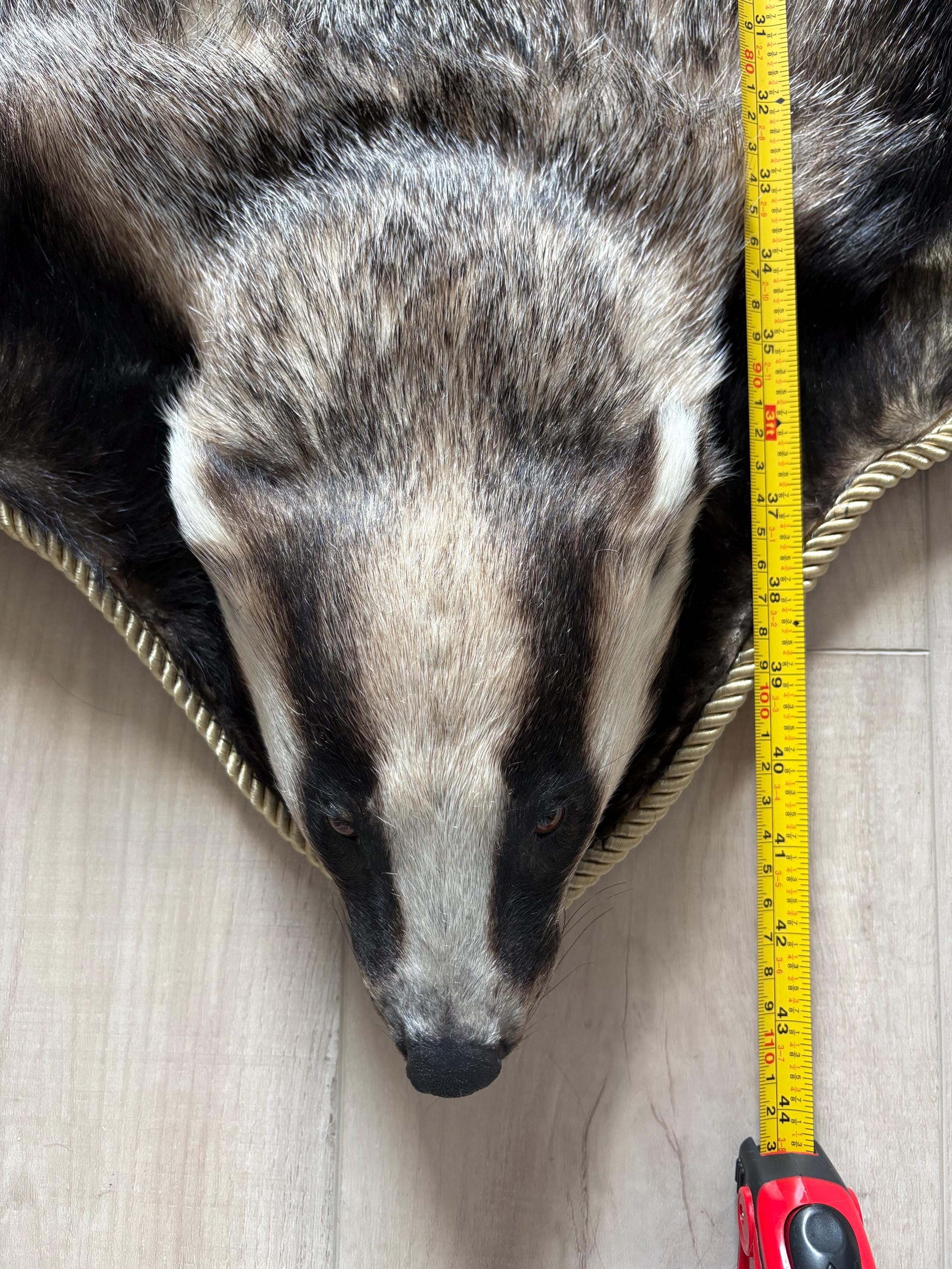 剥製。美しいヨーロッパアナグマの皮。 - Etsy 日本