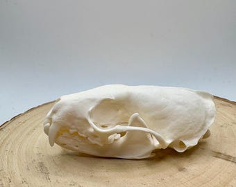 Cráneo de marta cibelina