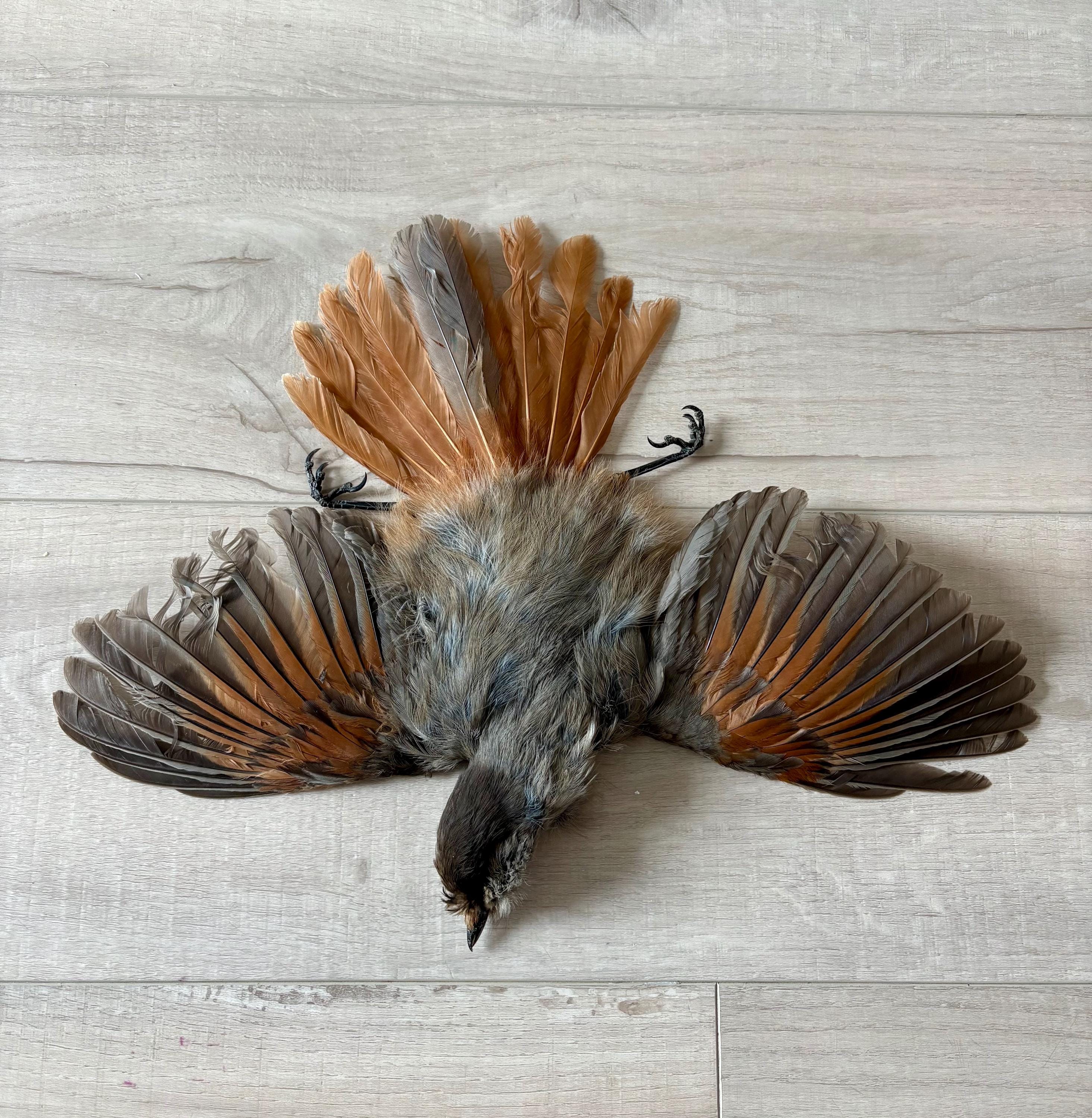 Bird skin taxidermy - Etsy 日本