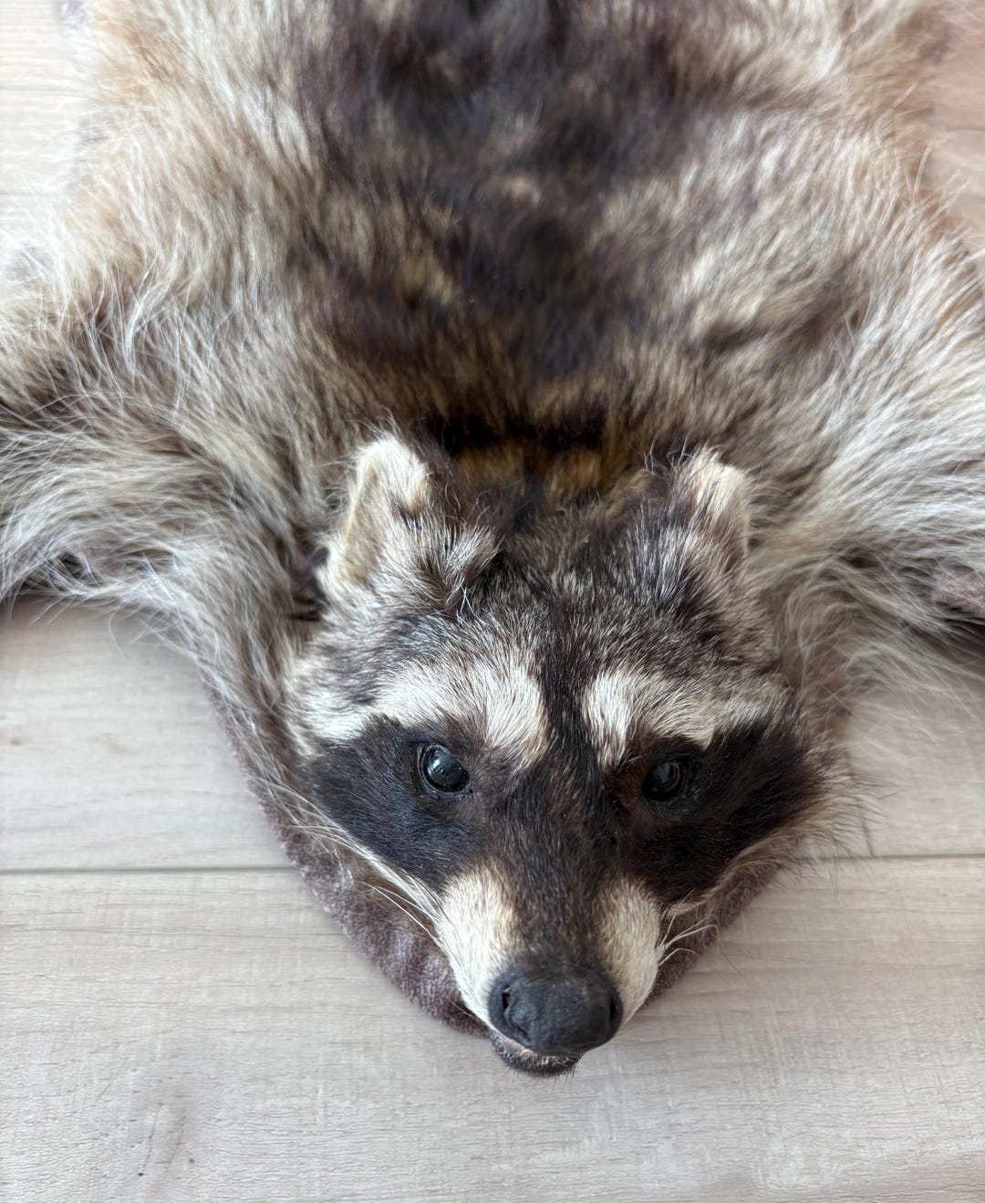 Taxidermy. Beautiful Racoon Decorative Rug. - Etsy