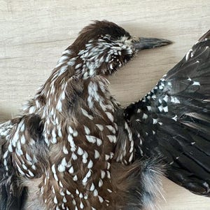 Skin of Northern Nutcracker