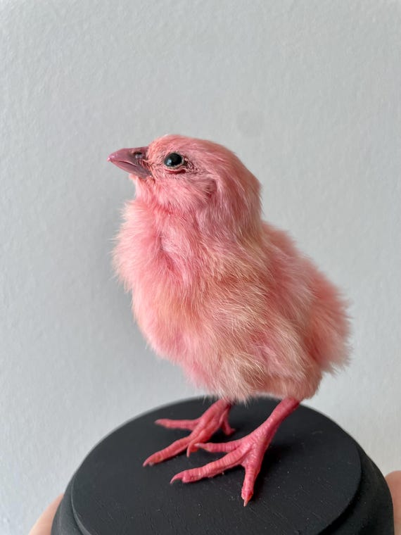 アヒルのヒヨコの剥製 小鳥 ひよこ フランスアンティーク ヴィンテージ