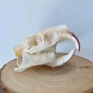 Riktig Nutria-skalle