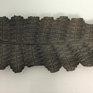 May include: A dark brown wooden fern leaf carving. The carving is detailed and intricate, with a realistic depiction of the fern's fronds and veins.