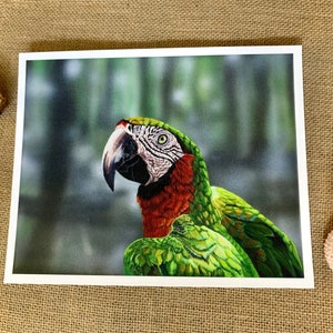 Macaw - Wildlife Fine Art Print | Limited Edition prints| Original Acrylic Painting on Canvas Print