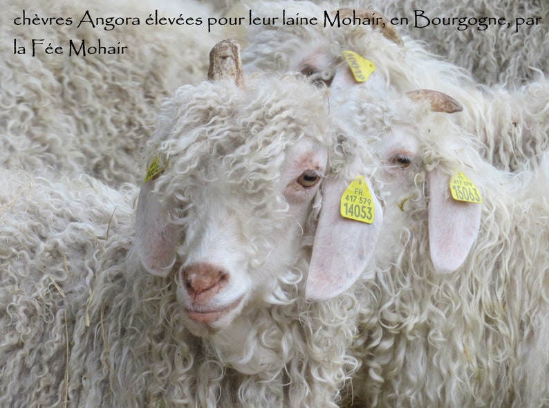 cape de mariage laine mohair produite et tricotée en Bourgogne cape Mésange La Fée Mohair image 10