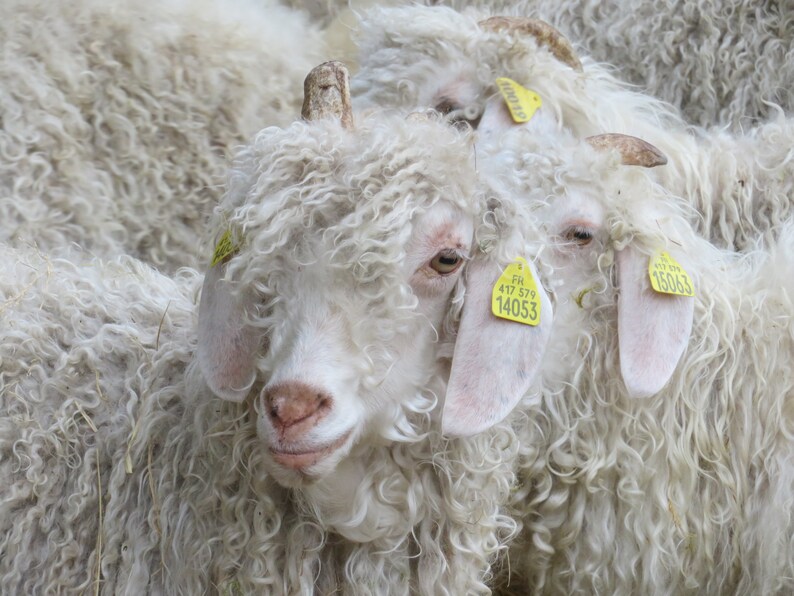 col doux et chauds-laine mohair produite et tricotée en Bourgogne, couleurs au choix, col double La Fée Mohair image 10