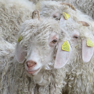 écharpes douces chaudes et légères laine mohair produite et tricotée en Bourgogne, couleurs au choix écharpe thera La Fée Mohair image 9