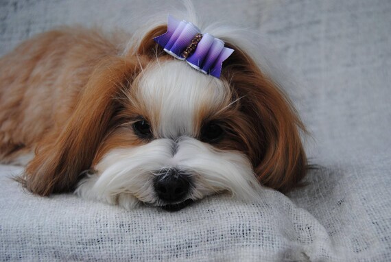 puppy bows