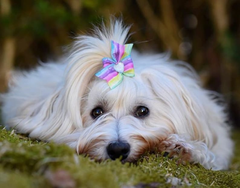 pet hair accessories,dog hair accessories,puppy hair clips DINAS CLOUD unique dog bow *dog bone design Dog hair bow